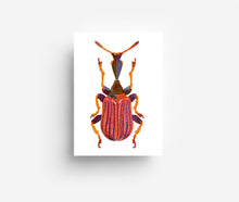 Laden Sie das Bild in den Galerie-Viewer, Käfer Postkarten Set (12 Karten) DIN A6