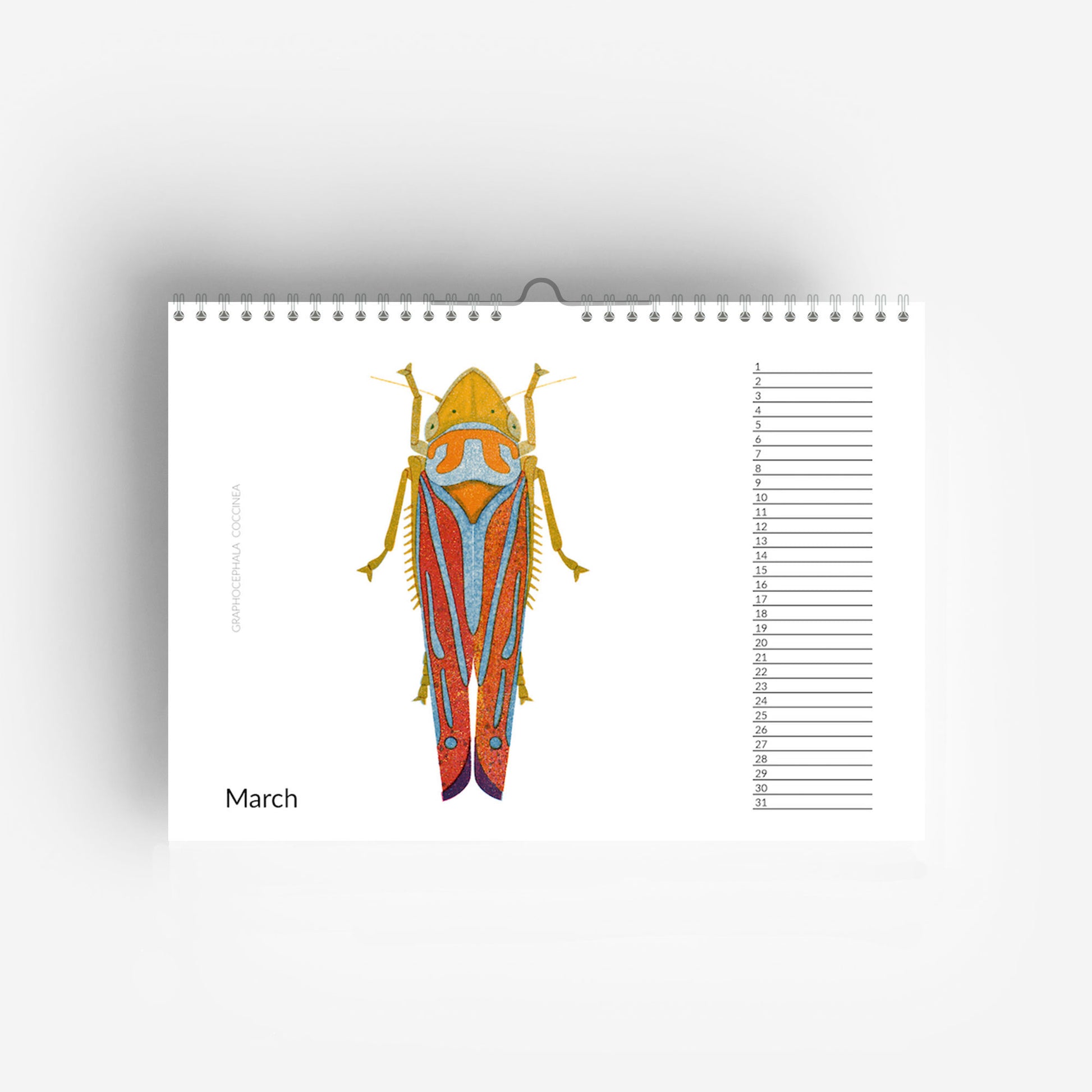 detail of Perpetual Birthday Bug Calendar jungwiealt