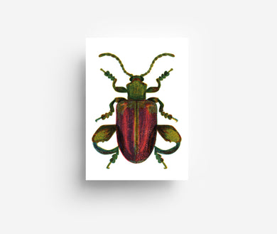 Legged Bug Postcard DIN A6