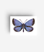 Laden Sie das Bild in den Galerie-Viewer, Schmetterlings Postkarten Set (12 Karten) DIN A6