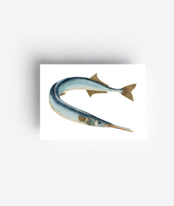 Fish Postcard Set (12 Cards) DIN A6