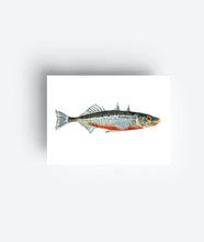 Load image into Gallery viewer, Fish Postcard Set (12 Cards) DIN A6