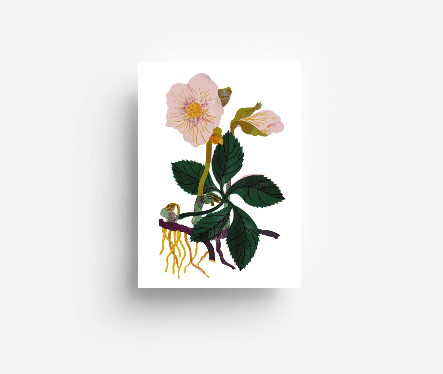 Blumen Postkarten Set (12 Karten) DIN A6