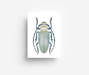Bugs Postcard Set (12 Cards) DIN A6