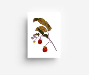 Fruits Postcard Set (12 Cards) DIN A6
