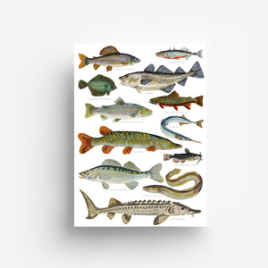 Fish Bundle jungwiealt