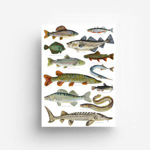 Fish Print DIN A3 jungwiealt