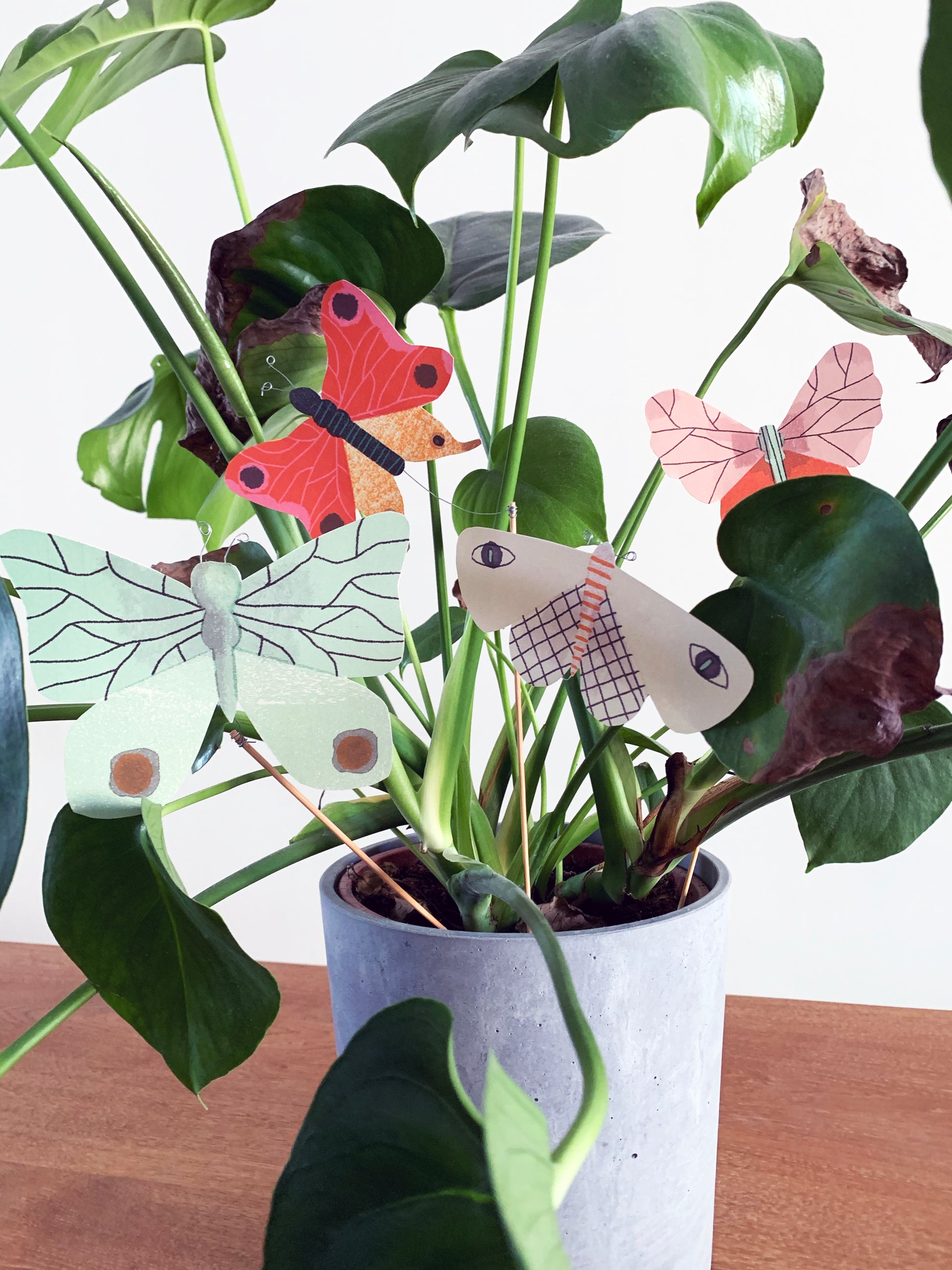 Butterfly Printable jungwiealt